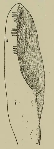 Brawdy 2 (W-PEM-011) — image 3